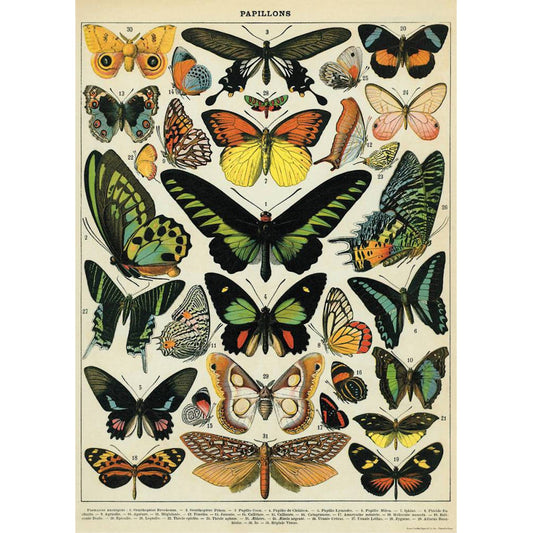 Cavallini & Co Poster - Butterflies