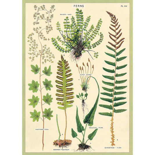 Cavallini & Co Poster - Ferns
