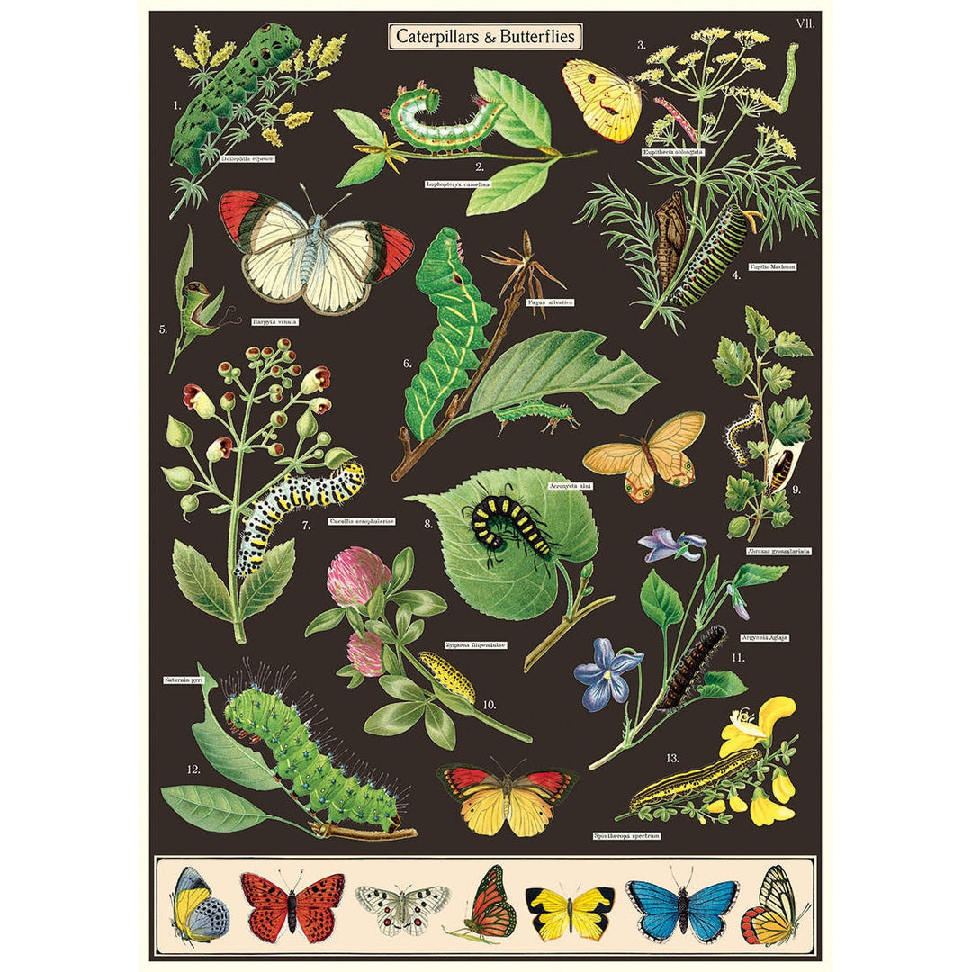 Caterpillars Poster