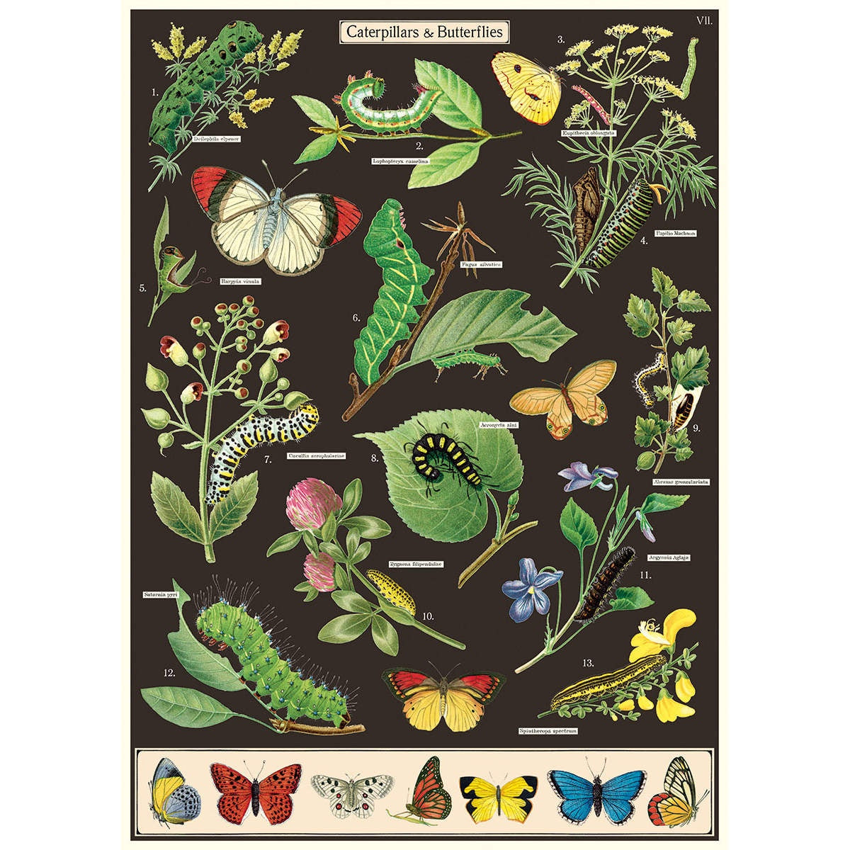 Cavallini & Co Poster - Caterpillars