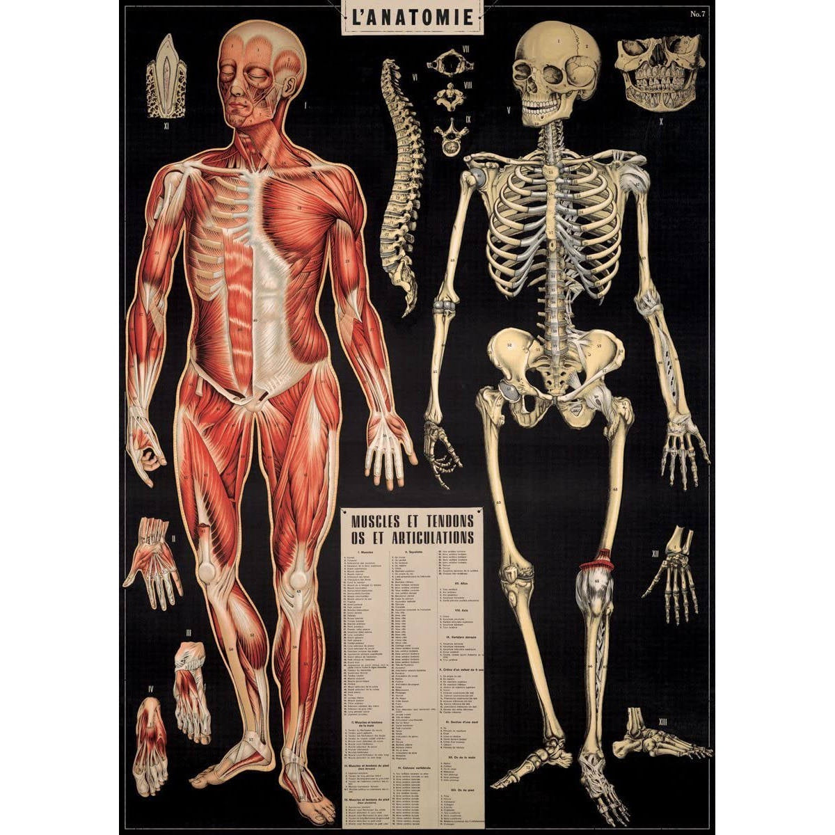 Cavallini & Co Poster - L'Anatomie
