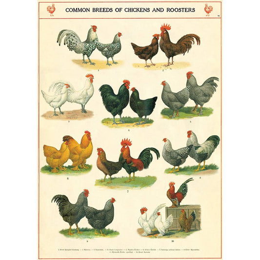 Cavallini & Co Poster - Chickens and Roosters