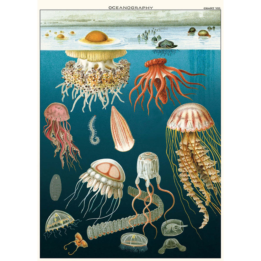 Jellyfish Oceanography Poster