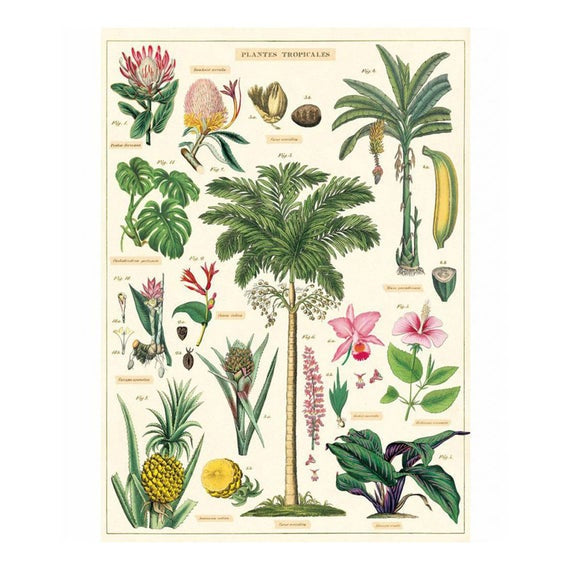 Tropical Plants Poster