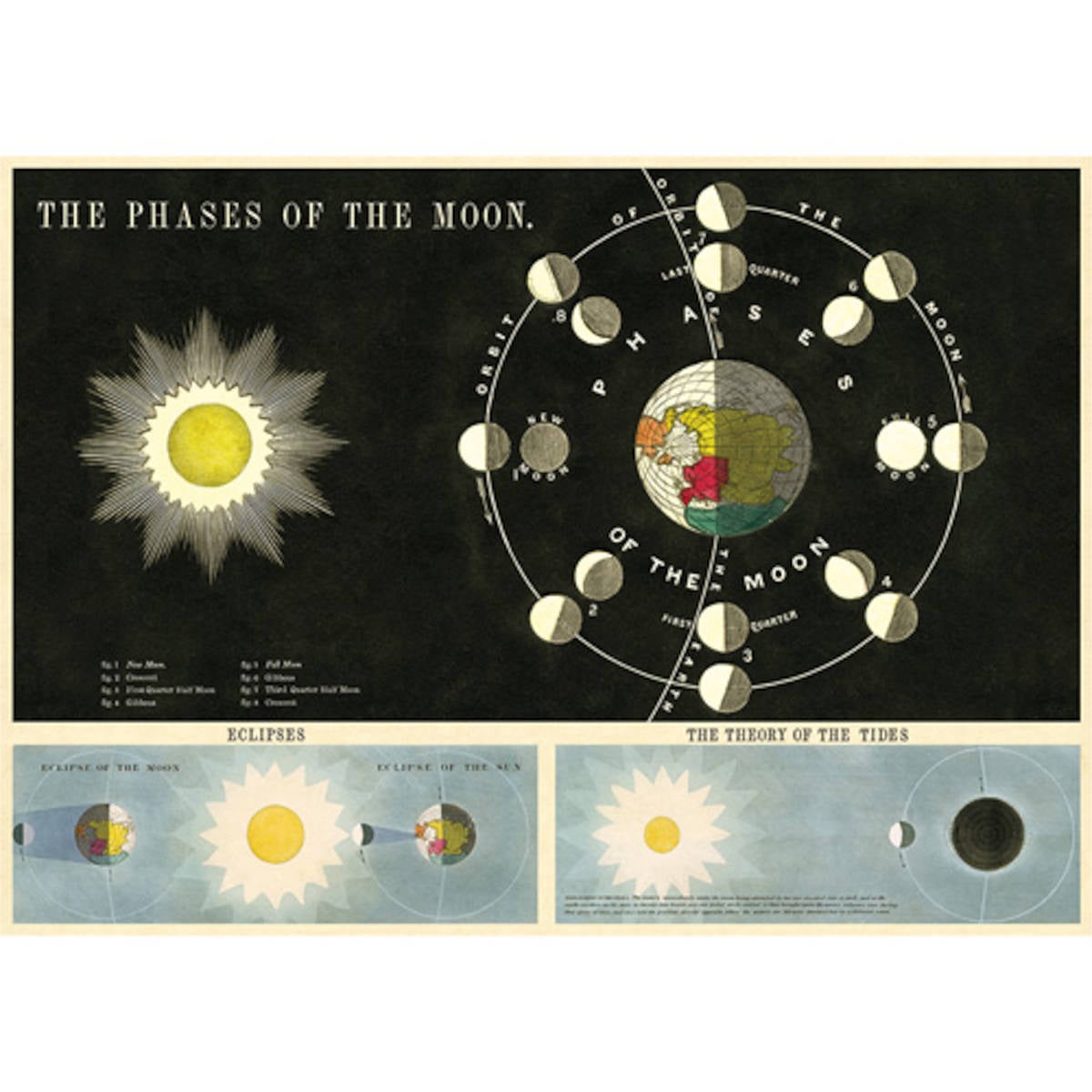 Cavallini & Co Poster - Phases of the Moon