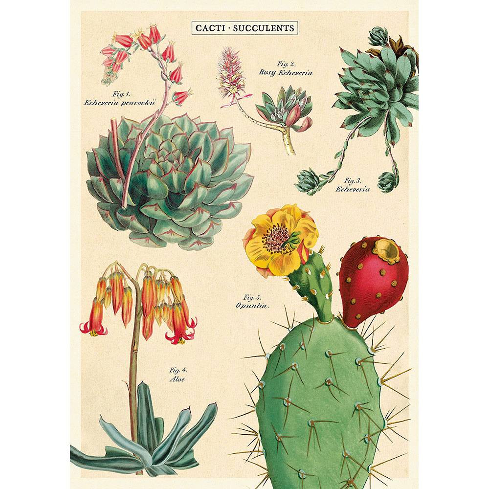 Cacti & Succulents 2 Poster
