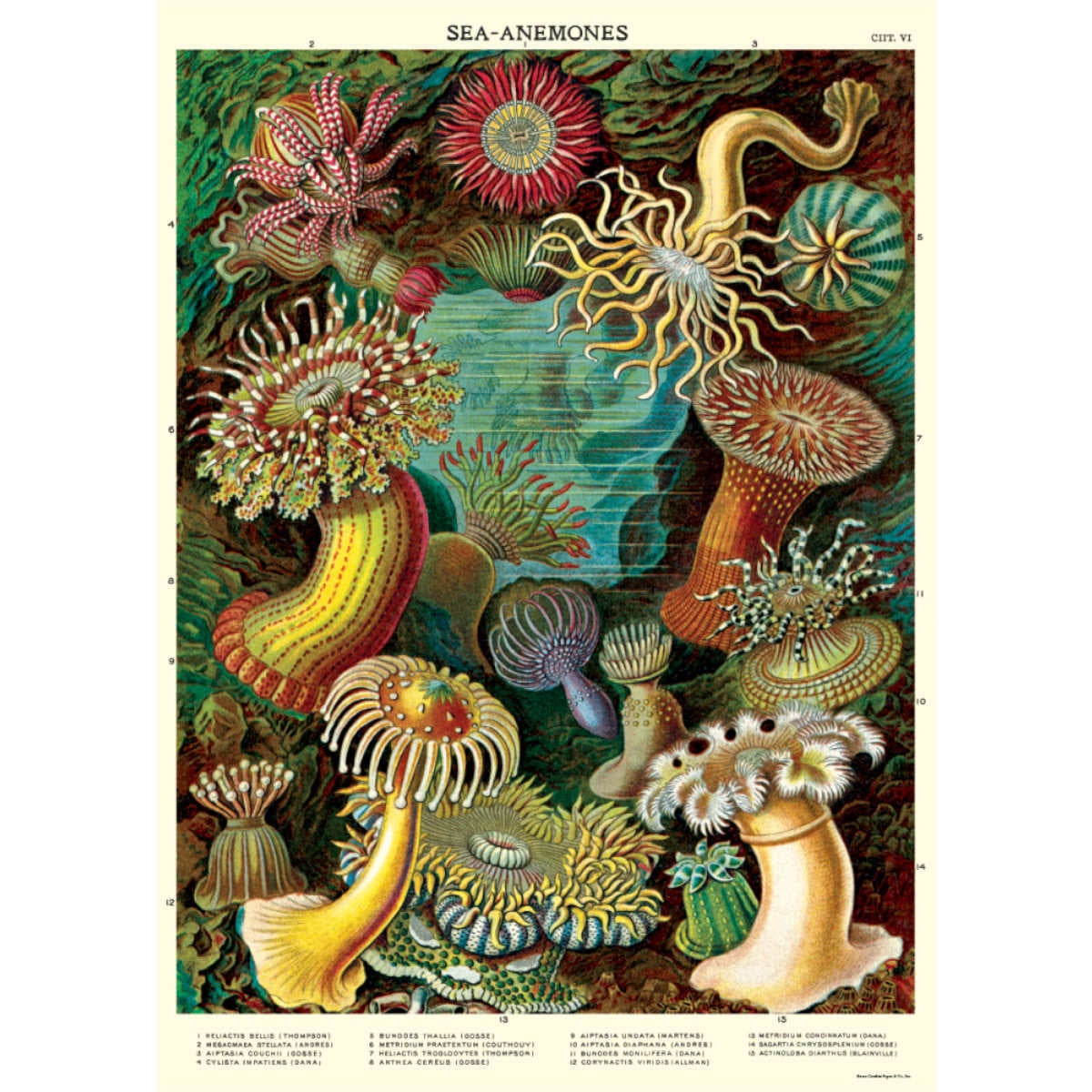 Cavallini & Co Poster - Sea Anemones
