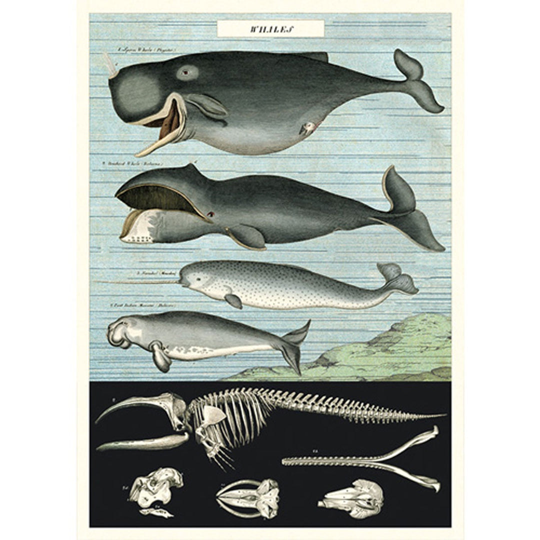 Cavallini Wrap - Whale Chart