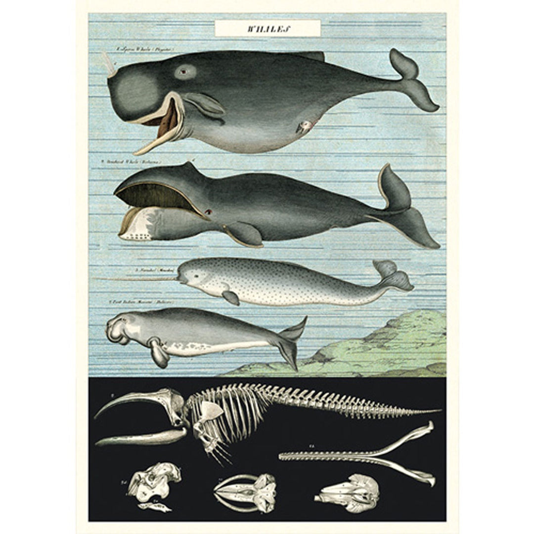 Whale Chart Poster