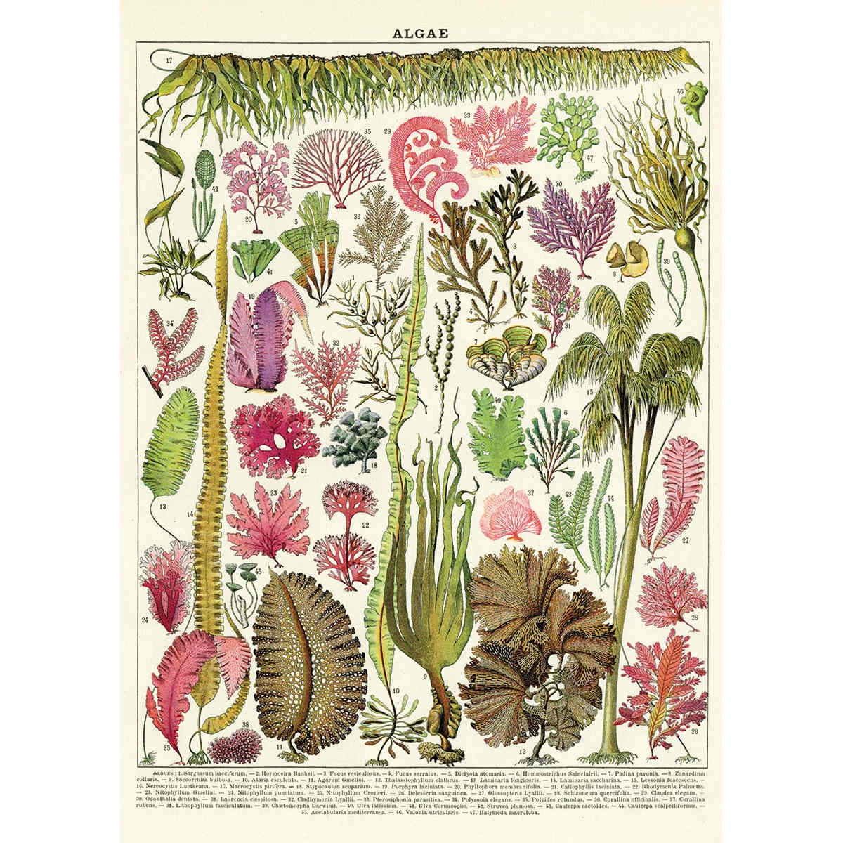Cavallini & Co Poster - Algae