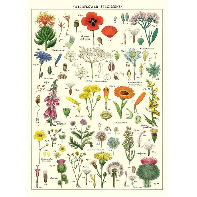 Cavallini & Co Poster - Wild Flowers