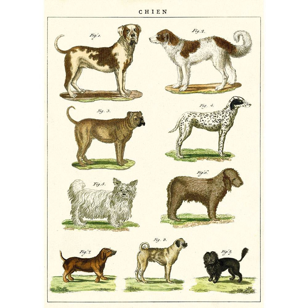 Cavallini & Co Poster – Dog Chart