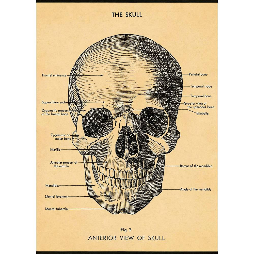 Cavallini & Co Poster - The Skull