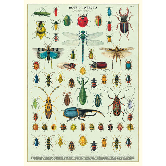Cavallini & Co Poster - Bugs & Insects