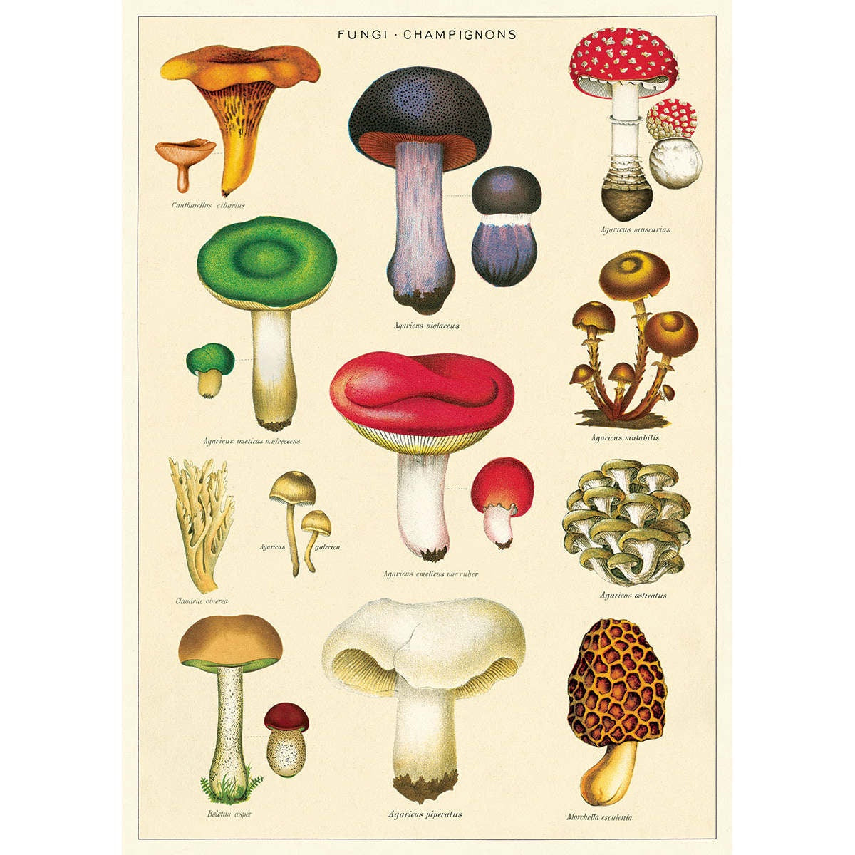 Cavallini & Co Poster - Mushrooms 2