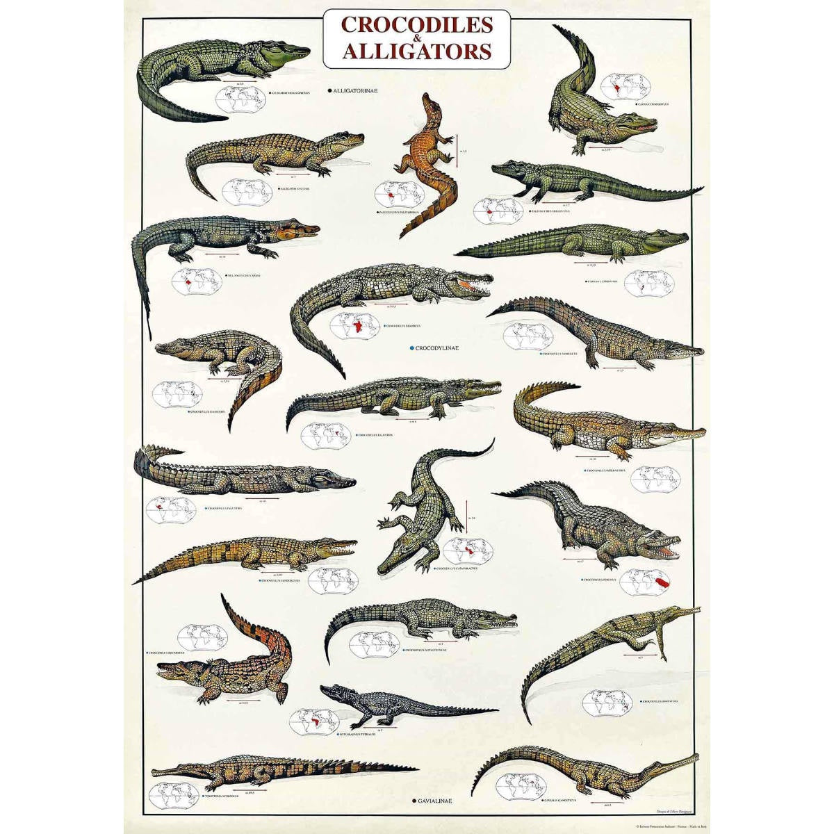 Poster - Crocodiles & Alligators - Istituto Fotocromo