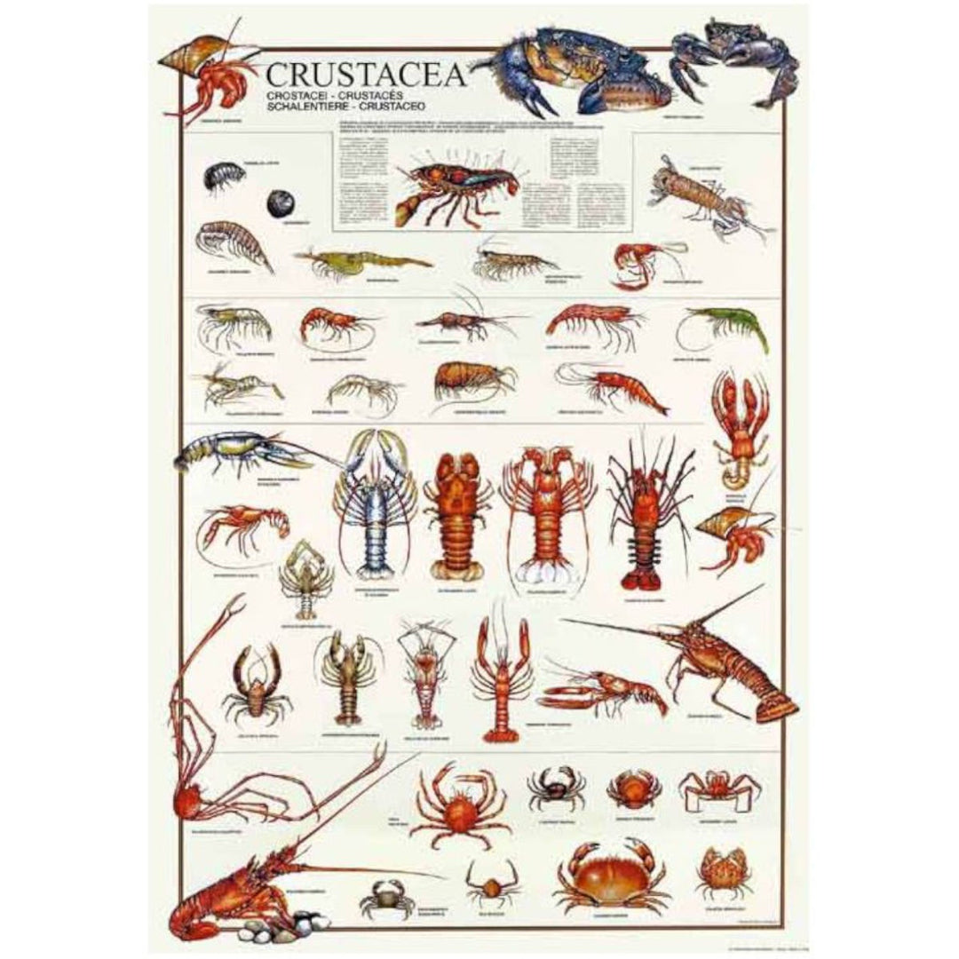 Istituto Fotocromo Italiano Poster - Crustacea