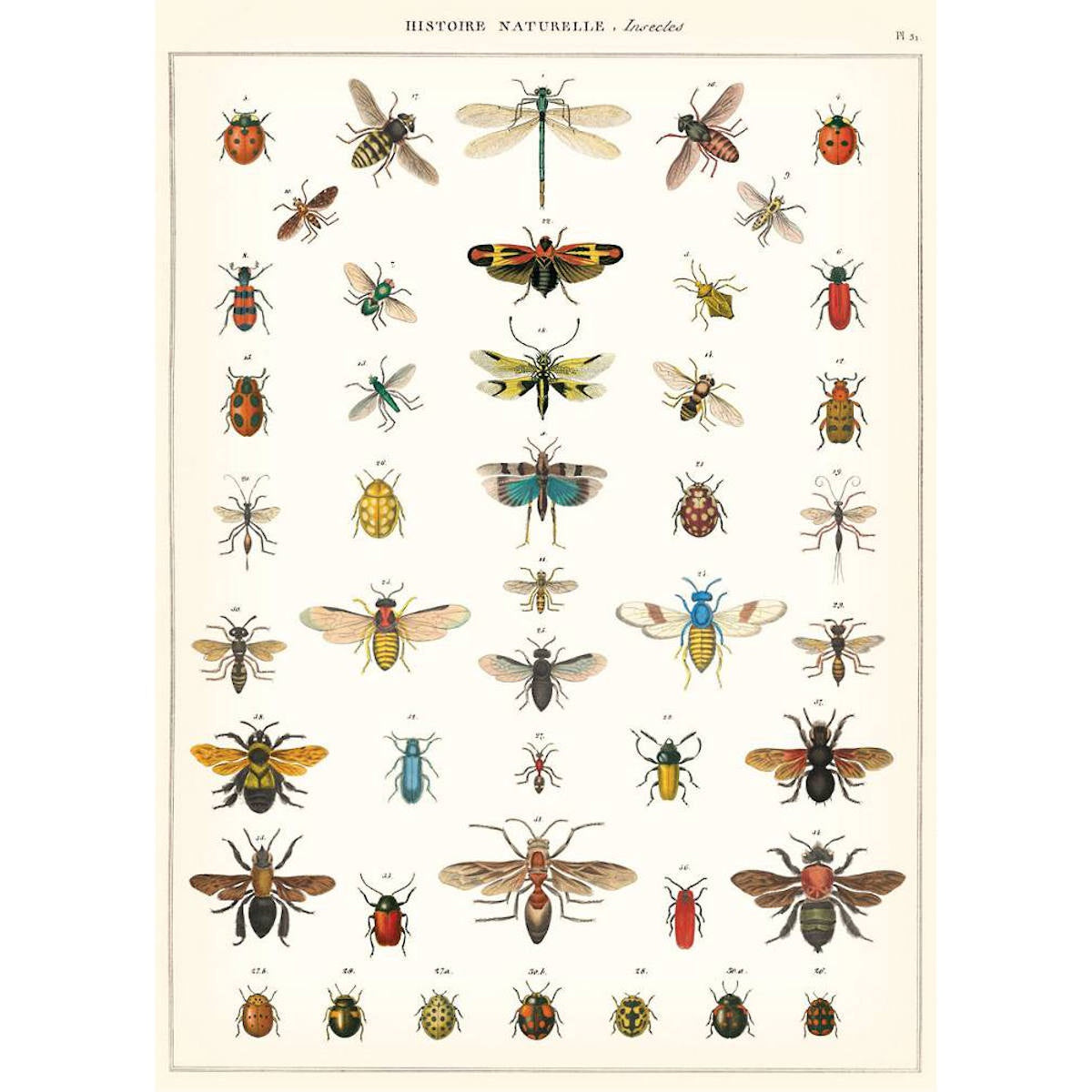 Cavallini & Co Poster - Natural History Insects