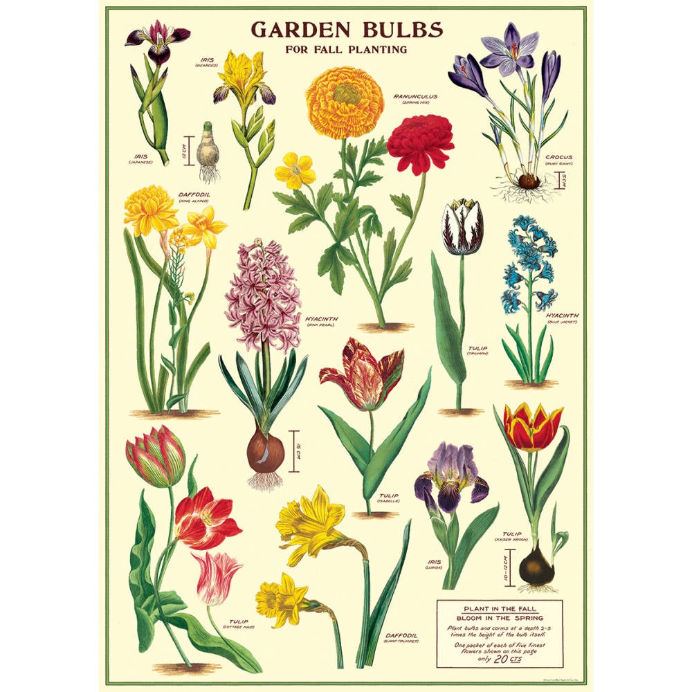 Garden Bulbs Poster