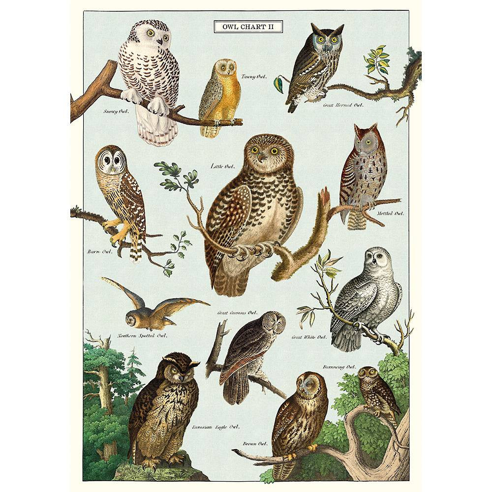 Cavallini & Co Poster - Owl Chart