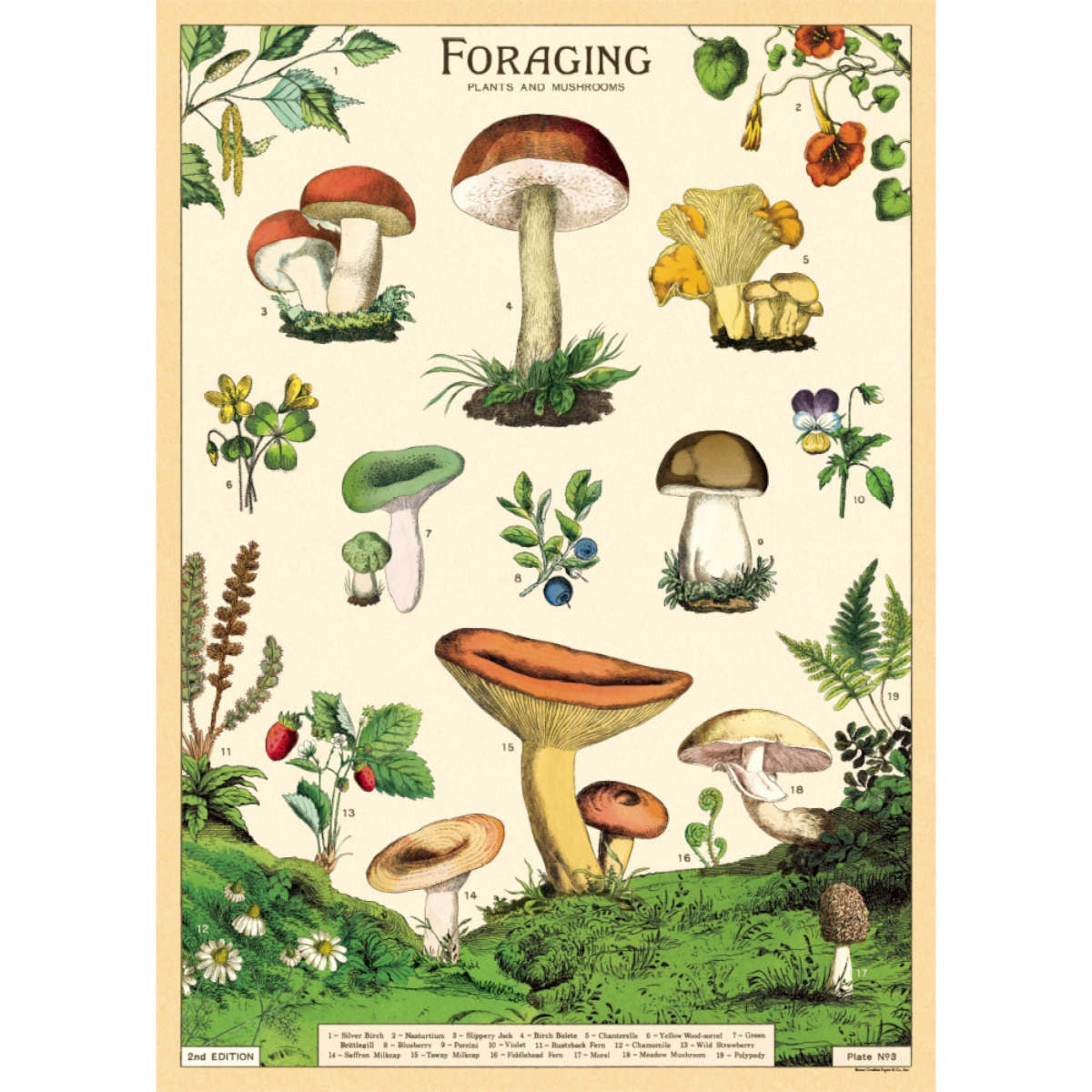 Cavallini & Co Poster - Foraging