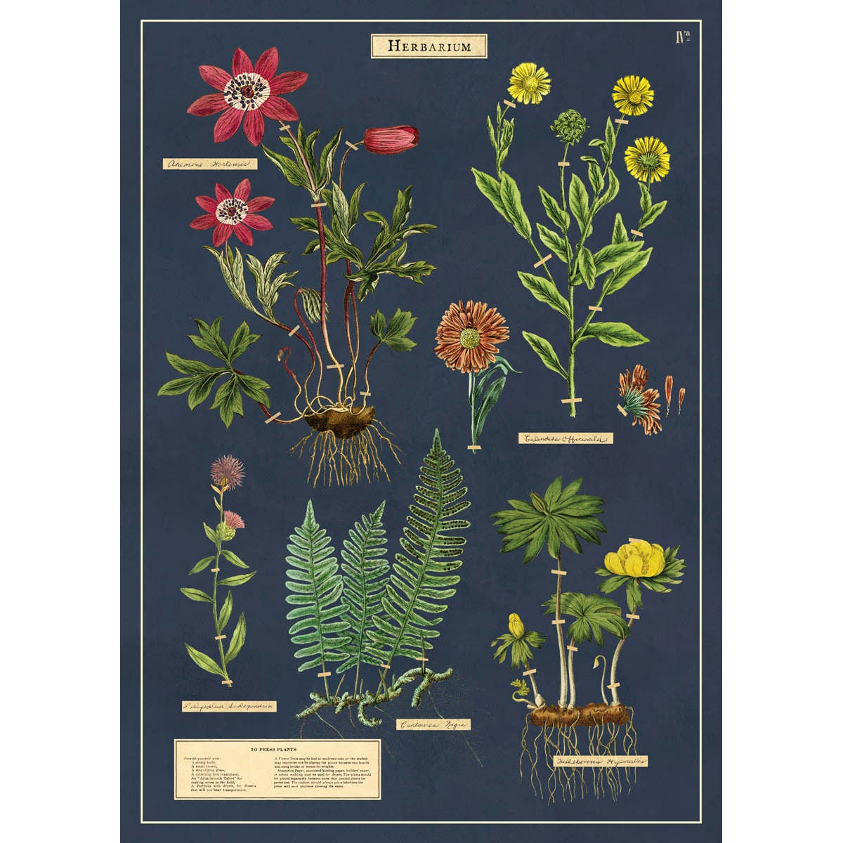 Cavallini & Co Poster - Herbarium