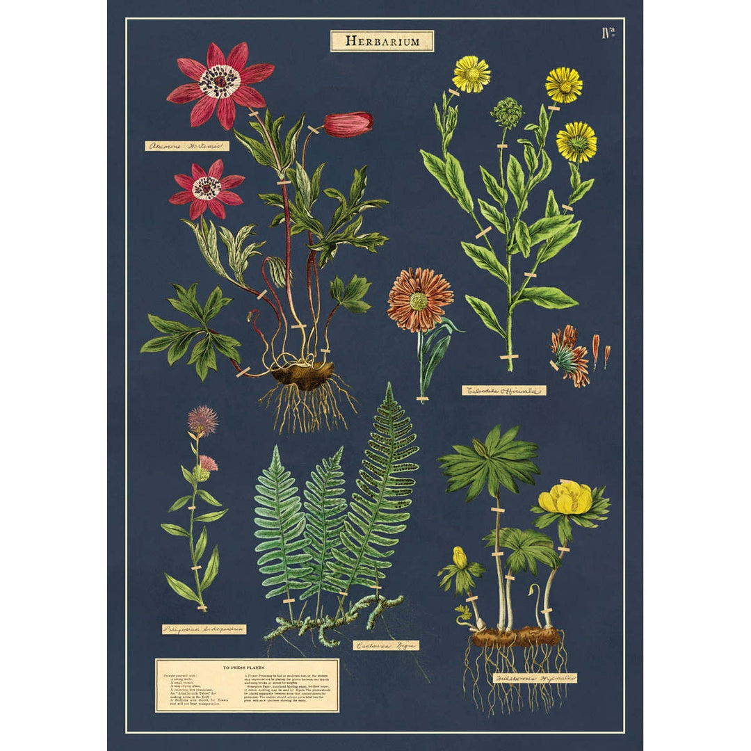 Herbarium Poster