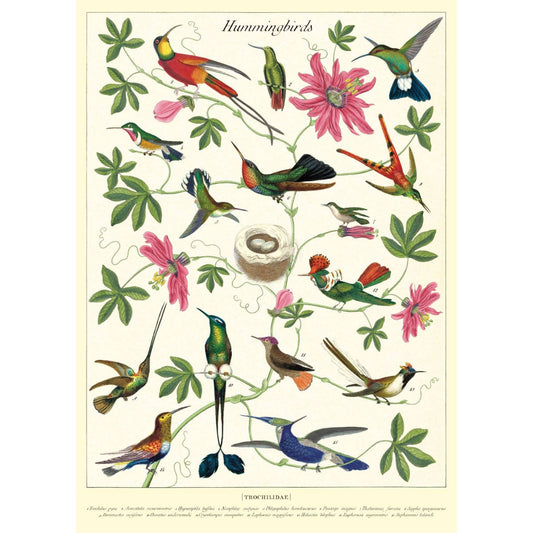 Cavallini & Co Poster - Hummingbirds