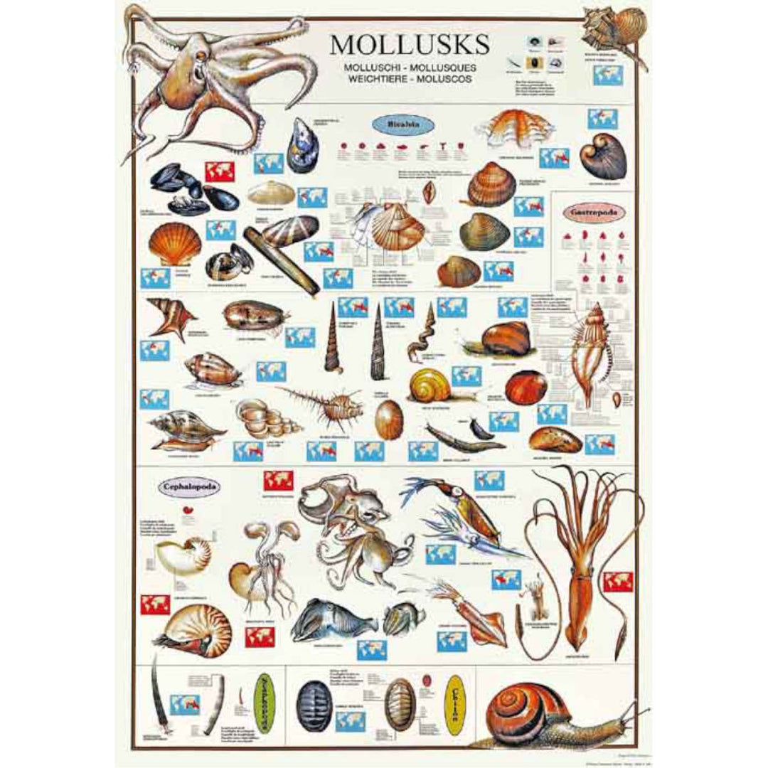 Istituto Fotocromo Italiano Poster - Mollusks