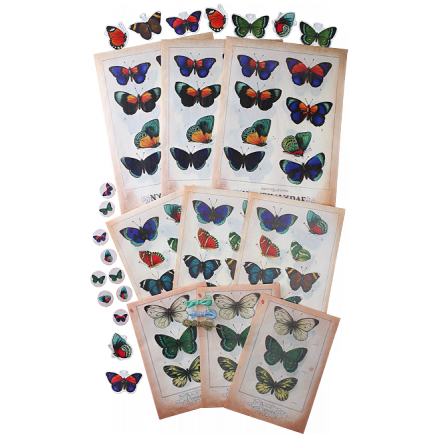 Gift Tag Pack - Butterflies